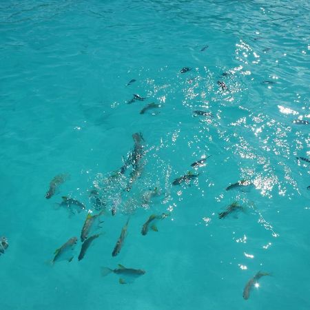 Le Chant De Merle Self -Catering Studios And Apartments Mahe Island Bagian luar foto